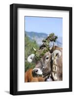 Cow Decorated with Flowers and Ceremonial Bells, South Tyrol, Italy-Martin Zwick-Framed Photographic Print