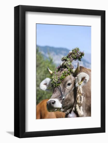 Cow Decorated with Flowers and Ceremonial Bells, South Tyrol, Italy-Martin Zwick-Framed Photographic Print