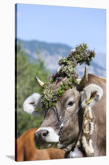 Cow Decorated with Flowers and Ceremonial Bells, South Tyrol, Italy-Martin Zwick-Stretched Canvas