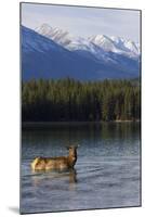 Cow Elk in a Mountain Lake-Ken Archer-Mounted Photographic Print