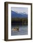 Cow Elk in a Mountain Lake-Ken Archer-Framed Photographic Print