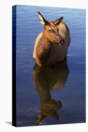 Cow Elk, Yellowstone Naational Park, Wyoming. Usa.-Scott T. Smith-Stretched Canvas