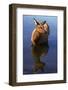 Cow Elk, Yellowstone Naational Park, Wyoming. Usa.-Scott T. Smith-Framed Photographic Print