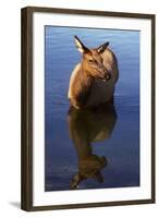 Cow Elk, Yellowstone Naational Park, Wyoming. Usa.-Scott T. Smith-Framed Photographic Print