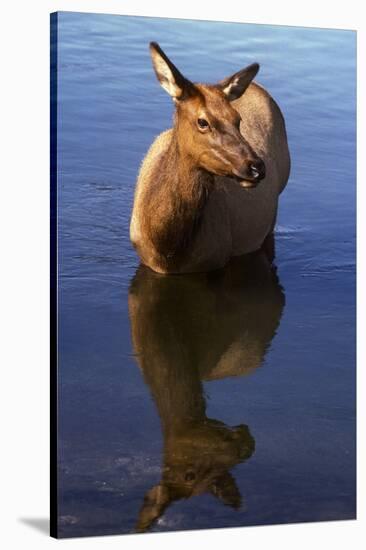 Cow Elk, Yellowstone Naational Park, Wyoming. Usa.-Scott T. Smith-Stretched Canvas