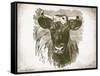 Cow Face I-Gwendolyn Babbitt-Framed Stretched Canvas