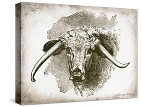 Cow Face II-Gwendolyn Babbitt-Stretched Canvas