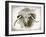 Cow Face II-Gwendolyn Babbitt-Framed Art Print