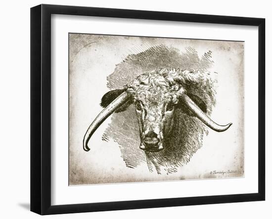 Cow Face II-Gwendolyn Babbitt-Framed Art Print