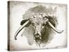 Cow Face II-Gwendolyn Babbitt-Stretched Canvas