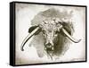 Cow Face II-Gwendolyn Babbitt-Framed Stretched Canvas