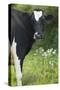 Cow Friesian Heifer Portrait-Anthony Harrison-Stretched Canvas
