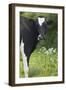 Cow Friesian Heifer Portrait-Anthony Harrison-Framed Photographic Print