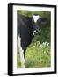 Cow Friesian Heifer Portrait-Anthony Harrison-Framed Photographic Print