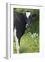 Cow Friesian Heifer Portrait-Anthony Harrison-Framed Photographic Print
