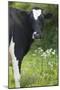 Cow Friesian Heifer Portrait-Anthony Harrison-Mounted Photographic Print
