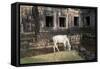 Cow Grazing by Preah Khan Temple, Angkor Wat Temple Complex, Siem Reap, Cambodia, Indochina-Stephen Studd-Framed Stretched Canvas