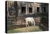 Cow Grazing by Preah Khan Temple, Angkor Wat Temple Complex, Siem Reap, Cambodia, Indochina-Stephen Studd-Stretched Canvas