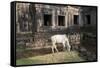 Cow Grazing by Preah Khan Temple, Angkor Wat Temple Complex, Siem Reap, Cambodia, Indochina-Stephen Studd-Framed Stretched Canvas