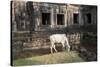 Cow Grazing by Preah Khan Temple, Angkor Wat Temple Complex, Siem Reap, Cambodia, Indochina-Stephen Studd-Stretched Canvas