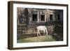 Cow Grazing by Preah Khan Temple, Angkor Wat Temple Complex, Siem Reap, Cambodia, Indochina-Stephen Studd-Framed Photographic Print