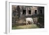 Cow Grazing by Preah Khan Temple, Angkor Wat Temple Complex, Siem Reap, Cambodia, Indochina-Stephen Studd-Framed Photographic Print