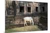 Cow Grazing by Preah Khan Temple, Angkor Wat Temple Complex, Siem Reap, Cambodia, Indochina-Stephen Studd-Mounted Photographic Print