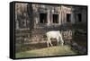 Cow Grazing by Preah Khan Temple, Angkor Wat Temple Complex, Siem Reap, Cambodia, Indochina-Stephen Studd-Framed Stretched Canvas