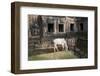 Cow Grazing by Preah Khan Temple, Angkor Wat Temple Complex, Siem Reap, Cambodia, Indochina-Stephen Studd-Framed Photographic Print