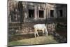 Cow Grazing by Preah Khan Temple, Angkor Wat Temple Complex, Siem Reap, Cambodia, Indochina-Stephen Studd-Mounted Photographic Print