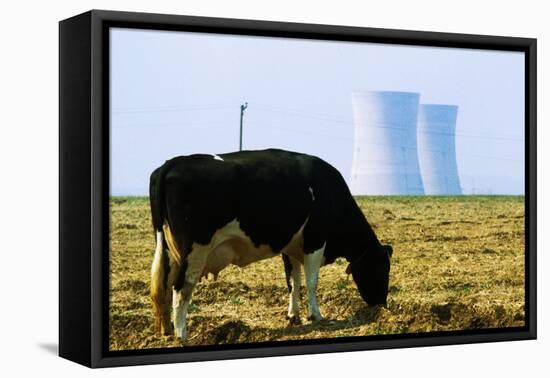 Cow Grazing in Front of Three Mile Island Power Plant-null-Framed Stretched Canvas