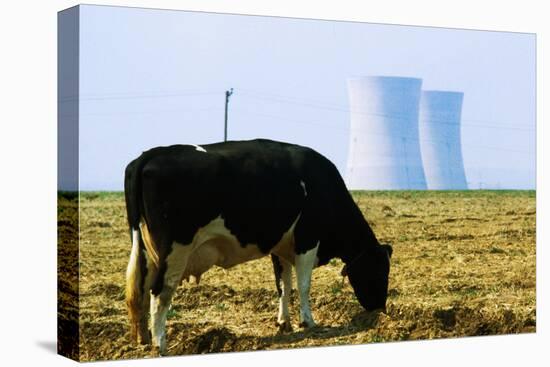 Cow Grazing in Front of Three Mile Island Power Plant-null-Stretched Canvas