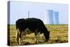 Cow Grazing in Front of Three Mile Island Power Plant-null-Stretched Canvas