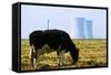 Cow Grazing in Front of Three Mile Island Power Plant-null-Framed Stretched Canvas