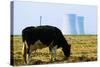 Cow Grazing in Front of Three Mile Island Power Plant-null-Stretched Canvas