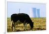 Cow Grazing in Front of Three Mile Island Power Plant-null-Framed Premium Photographic Print