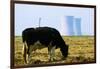 Cow Grazing in Front of Three Mile Island Power Plant-null-Framed Premium Photographic Print