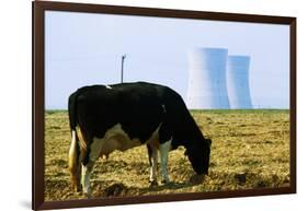 Cow Grazing in Front of Three Mile Island Power Plant-null-Framed Premium Photographic Print