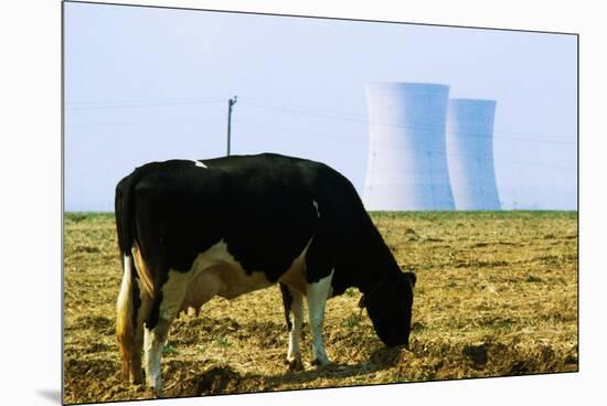 Cow Grazing in Front of Three Mile Island Power Plant-null-Mounted Premium Photographic Print