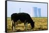 Cow Grazing in Front of Three Mile Island Power Plant-null-Framed Stretched Canvas