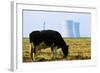 Cow Grazing in Front of Three Mile Island Power Plant-null-Framed Photographic Print