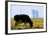 Cow Grazing in Front of Three Mile Island Power Plant-null-Framed Photographic Print