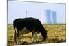 Cow Grazing in Front of Three Mile Island Power Plant-null-Mounted Photographic Print