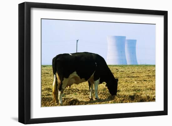 Cow Grazing in Front of Three Mile Island Power Plant-null-Framed Photographic Print