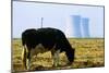 Cow Grazing in Front of Three Mile Island Power Plant-null-Mounted Photographic Print