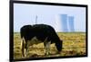 Cow Grazing in Front of Three Mile Island Power Plant-null-Framed Photographic Print