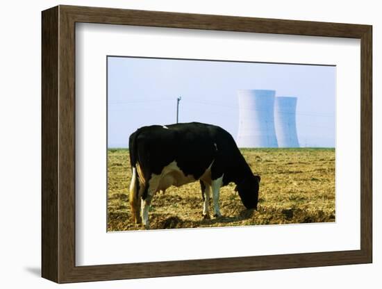 Cow Grazing in Front of Three Mile Island Power Plant-null-Framed Photographic Print