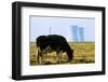 Cow Grazing in Front of Three Mile Island Power Plant-null-Framed Photographic Print