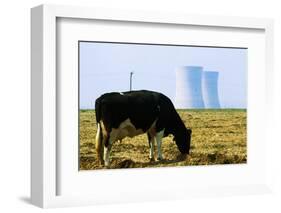 Cow Grazing in Front of Three Mile Island Power Plant-null-Framed Photographic Print