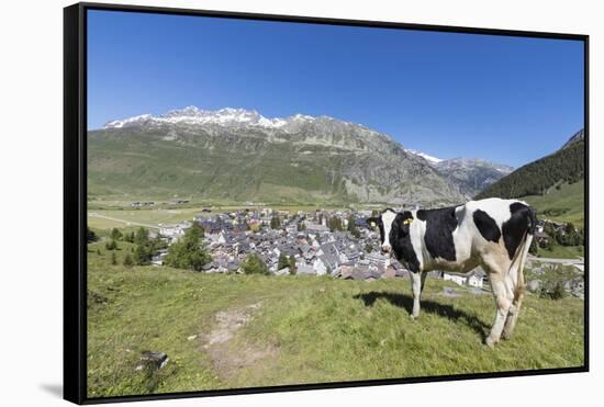 Cow grazing in the green pastures surrounding the alpine village of Andermatt, Canton of Uri, Switz-Roberto Moiola-Framed Stretched Canvas